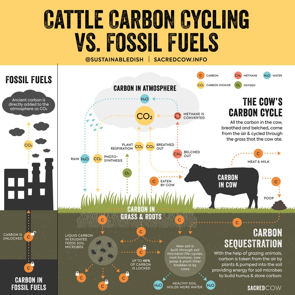 cattle-carbon-cycling-versus-fossil-fuels